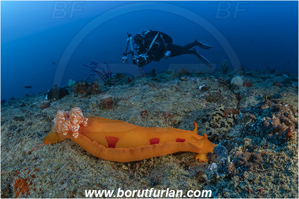 Ponta do Ouro, Mozambique, Indian ocean, Hexabranchus sanguineus, Hexabranchus, Spanish Dancer, Nudibranch, Sea slug, Hexabranchidae, Gastropoda, Mollusca, Mollusc, Reef, Diver, Underwater photographer