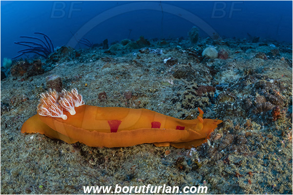 Ponta do Ouro, Mozambique, Indian ocean, Hexabranchus sanguineus, Hexabranchus, Spanish Dancer, Nudibranch, Sea slug, Hexabranchidae, Gastropoda, Mollusca, Mollusc, Reef