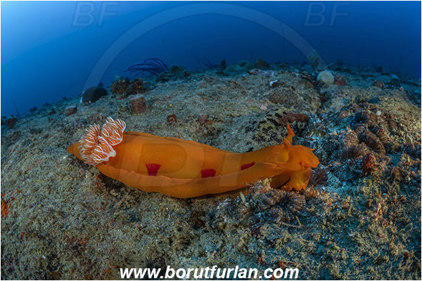 Ponta do Ouro, Mozambique, Indian ocean, Hexabranchus sanguineus, Hexabranchus, Spanish Dancer, Nudibranch, Sea slug, Hexabranchidae, Gastropoda, Mollusca, Mollusc, Reef