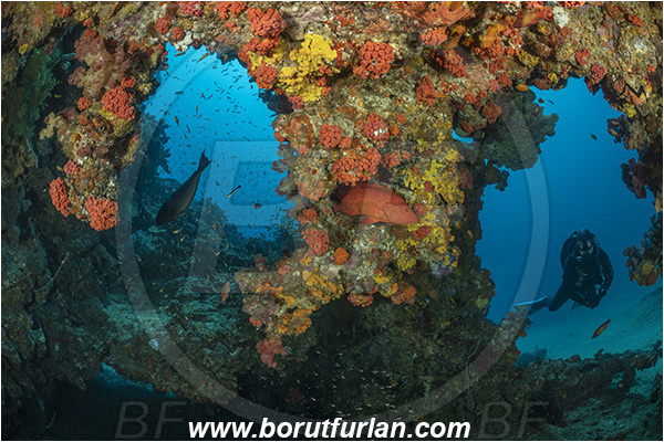 Ponta do Ouro, Mozambique, Indian ocean, Reef, Cave, Diver