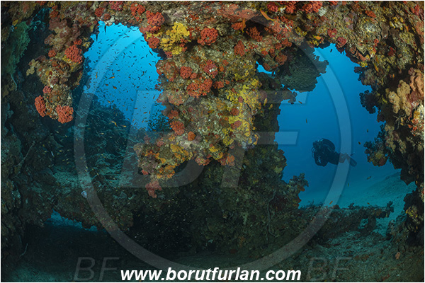 Ponta do Ouro, Mozambique, Indian ocean, Reef, Cave, Diver