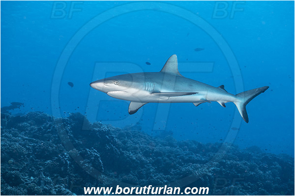 French Polynesia, Tuamotu Archipelago, Fakarava atoll, Pacific ocean, Carcharhinus amblyrhynchos, Carcharhinus, Carcharhinidae, Elasmobranchii, Grey Reef Shark, Shark, Fish, Reef