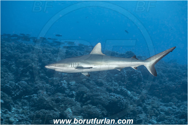 French Polynesia, Tuamotu Archipelago, Fakarava atoll, Pacific ocean, Carcharhinus amblyrhynchos, Carcharhinus, Carcharhinidae, Elasmobranchii, Grey Reef Shark, Shark, Fish, Reef