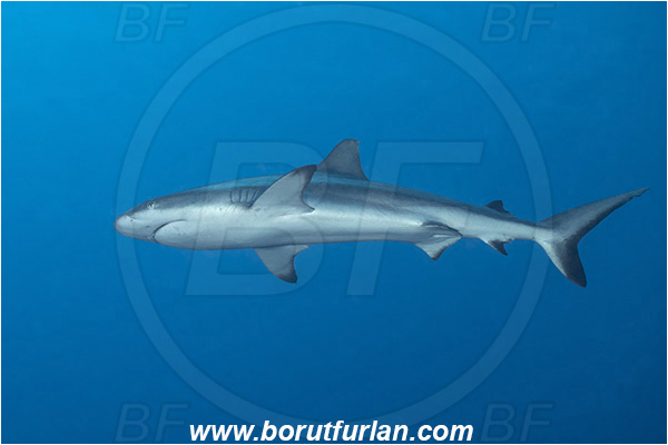 French Polynesia, Tuamotu Archipelago, Fakarava atoll, Pacific ocean, Carcharhinus amblyrhynchos, Carcharhinus, Carcharhinidae, Elasmobranchii, Grey Reef Shark, Shark, Fish