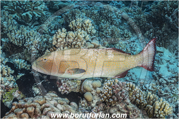 French Polynesia, Tuamotu Archipelago, Fakarava atoll, Pacific ocean, Plectropomus laevis, Plectropomus, Serranidae, Saddle grouper, Bluespotted Coral Trout, Grouper, Fish, Reef
