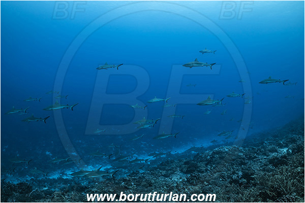 French Polynesia, Tuamotu Archipelago, Fakarava atoll, Pacific ocean, Carcharhinus amblyrhynchos, Carcharhinus, Carcharhinidae, Elasmobranchii, Grey Reef Shark, Shark, Fish, Reef, Fish school, Shark school