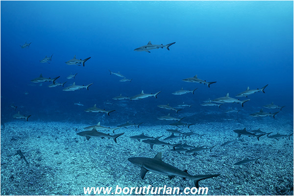 French Polynesia, Tuamotu Archipelago, Fakarava atoll, Pacific ocean, Carcharhinus amblyrhynchos, Carcharhinus, Carcharhinidae, Elasmobranchii, Grey Reef Shark, Shark, Fish, Reef, Fish school, Shark school