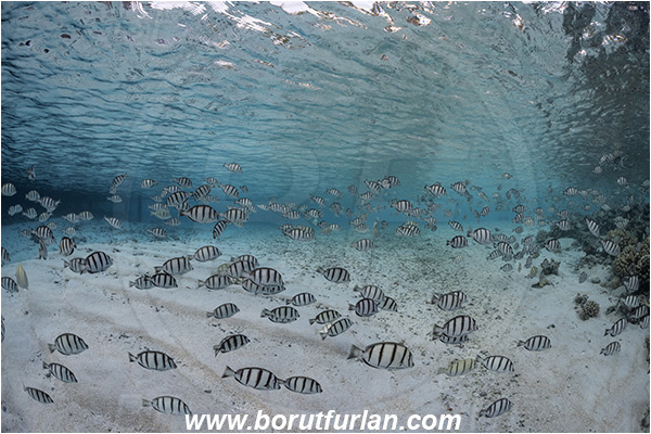 French Polynesia, Tuamotu Archipelago, Fakarava atoll, Pacific ocean, Acanthurus triostegus, Acanthurus, Acanthuridae, Convict surgeonfish, Surgeonfish, Fish, Fish school, Sand