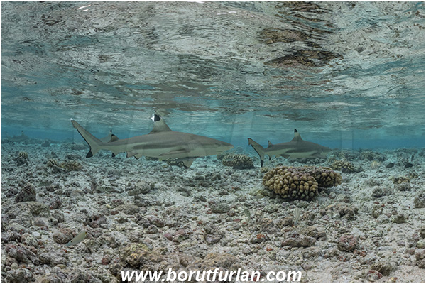 French Polynesia, Tuamotu Archipelago, Fakarava atoll, Pacific ocean, Carcharhinus melanopterus, Carcharhinus, Carcharhinidae, Elasmobranchii, Blacktip Reef Shark, Shark, Fish, Reef