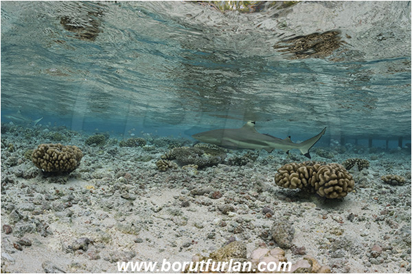 French Polynesia, Tuamotu Archipelago, Fakarava atoll, Pacific ocean, Carcharhinus melanopterus, Carcharhinus, Carcharhinidae, Elasmobranchii, Blacktip Reef Shark, Shark, Fish, Reef
