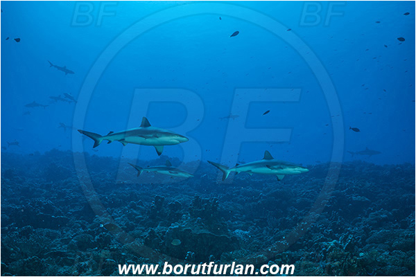 French Polynesia, Tuamotu Archipelago, Fakarava atoll, Pacific ocean, Carcharhinus amblyrhynchos, Carcharhinus, Carcharhinidae, Elasmobranchii, Grey Reef Shark, Shark, Fish, Reef, Fish school, Shark school