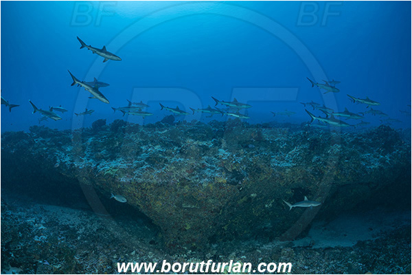 French Polynesia, Tuamotu Archipelago, Fakarava atoll, Pacific ocean, Carcharhinus amblyrhynchos, Carcharhinus, Carcharhinidae, Elasmobranchii, Grey Reef Shark, Shark, Fish, Reef, Fish school, Shark school