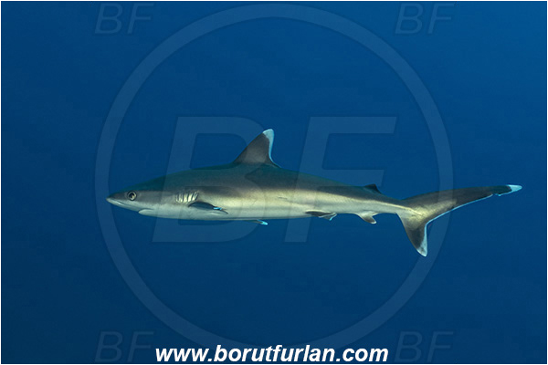 French Polynesia, Tuamotu Archipelago, Fakarava atoll, Pacific ocean, Carcharhinus albimarginatus, Carcharhinus, Carcharhinidae, Elasmobranchii, Silvertip shark, Shark, Fish