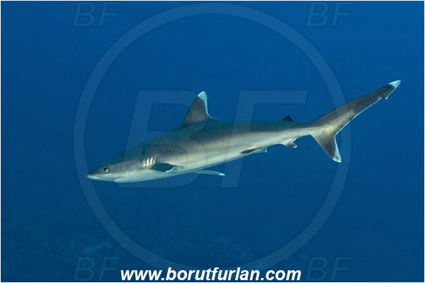 French Polynesia, Tuamotu Archipelago, Fakarava atoll, Pacific ocean, Carcharhinus albimarginatus, Carcharhinus, Carcharhinidae, Elasmobranchii, Silvertip shark, Shark, Fish