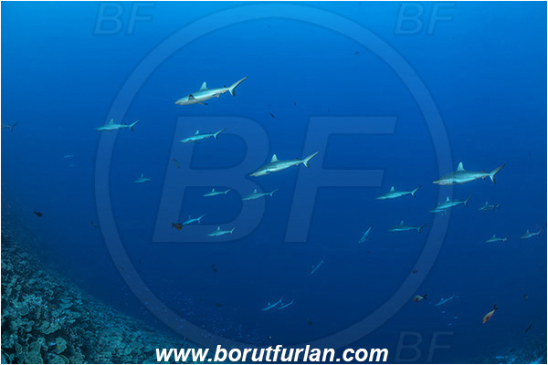 French Polynesia, Tuamotu Archipelago, Fakarava atoll, Pacific ocean, Carcharhinus amblyrhynchos, Carcharhinus, Carcharhinidae, Elasmobranchii, Grey Reef Shark, Shark, Fish, Reef, Fish school, Shark school