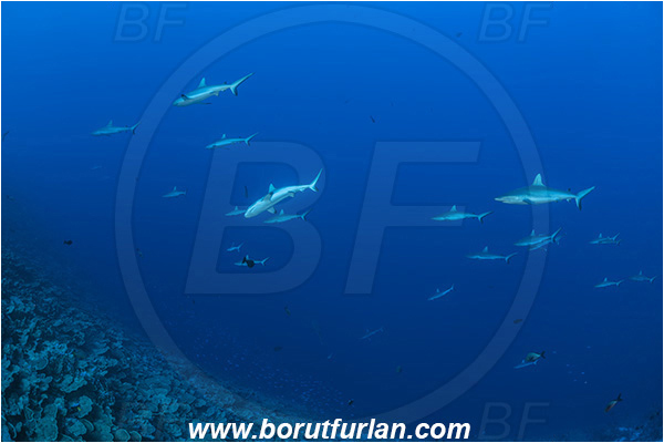 French Polynesia, Tuamotu Archipelago, Fakarava atoll, Pacific ocean, Carcharhinus amblyrhynchos, Carcharhinus, Carcharhinidae, Elasmobranchii, Grey Reef Shark, Shark, Fish, Reef, Fish school, Shark school