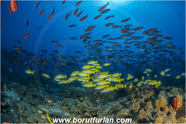 French Polynesia, Tuamotu Archipelago, Fakarava atoll, Pacific ocean, Priacanthus hamrur, Priacanthus, Lunartail Bigeye, Bigeye, Priacanthidae, Lutjanus kasmira, Lutjanus, Lutjanidae, Blue-striped snapper, Snapper, Fish, Fish school, Reef