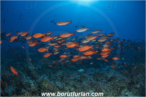 French Polynesia, Tuamotu Archipelago, Fakarava atoll, Pacific ocean, Priacanthus hamrur, Priacanthus, Lunartail Bigeye, Bigeye, Priacanthidae, Fish, Fish school, Reef