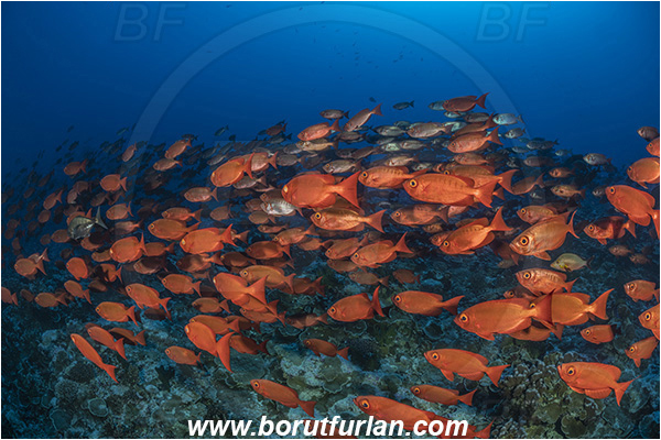 French Polynesia, Tuamotu Archipelago, Fakarava atoll, Pacific ocean, Priacanthus hamrur, Priacanthus, Lunartail Bigeye, Bigeye, Priacanthidae, Fish, Fish school, Reef