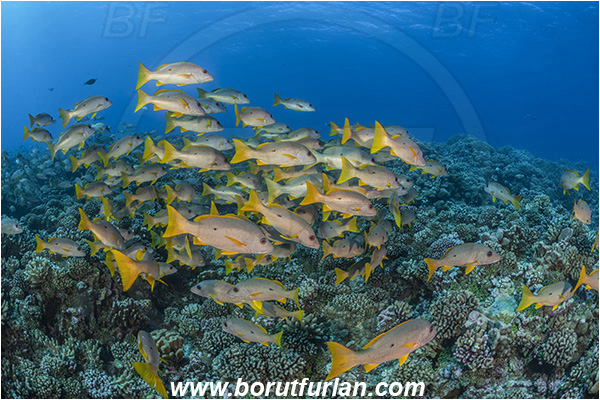 French Polynesia, Tuamotu Archipelago, Fakarava atoll, Pacific ocean, Lutjanus monostigma, Lutjanus, Lutjanidae, One-spot snapper, Snapper, Fish, Fish school, Reef