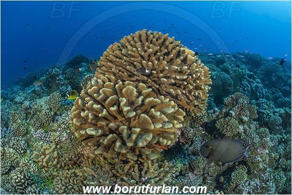 French Polynesia, Tuamotu Archipelago, Fakarava atoll, Pacific ocean, Pocillopora grandis, Pocillopora, Pocilloporidae, Antler Coral, Coral, Anthozoa, Cnidaria, Cnidarian, Reef