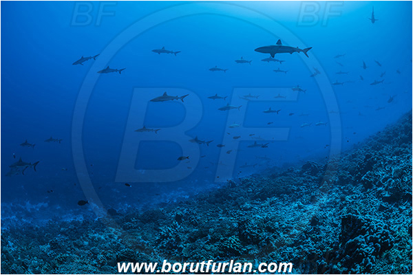 French Polynesia, Tuamotu Archipelago, Fakarava atoll, Pacific ocean, Carcharhinus amblyrhynchos, Carcharhinus, Carcharhinidae, Elasmobranchii, Grey Reef Shark, Shark, Fish, Reef, Fish school, Shark school
