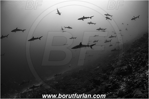 French Polynesia, Tuamotu Archipelago, Fakarava atoll, Pacific ocean, Carcharhinus amblyrhynchos, Carcharhinus, Carcharhinidae, Elasmobranchii, Grey Reef Shark, Shark, Fish, Reef, Fish school, Shark school, Black&white