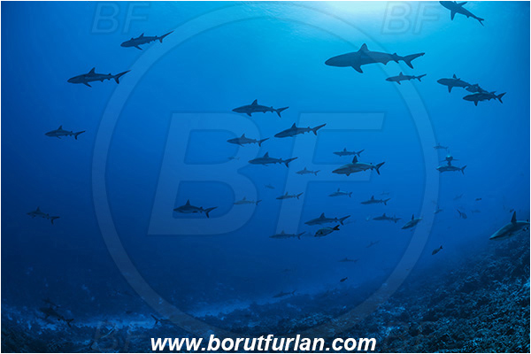 French Polynesia, Tuamotu Archipelago, Fakarava atoll, Pacific ocean, Carcharhinus amblyrhynchos, Carcharhinus, Carcharhinidae, Elasmobranchii, Grey Reef Shark, Shark, Fish, Reef, Fish school, Shark school