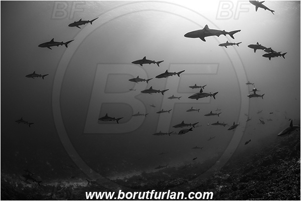 French Polynesia, Tuamotu Archipelago, Fakarava atoll, Pacific ocean, Carcharhinus amblyrhynchos, Carcharhinus, Carcharhinidae, Elasmobranchii, Grey Reef Shark, Shark, Fish, Reef, Fish school, Shark school, Black&white