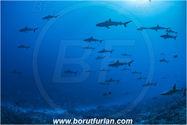 French Polynesia, Tuamotu Archipelago, Fakarava atoll, Pacific ocean, Carcharhinus amblyrhynchos, Carcharhinus, Carcharhinidae, Elasmobranchii, Grey Reef Shark, Shark, Fish, Reef, Fish school, Shark school