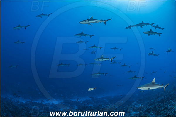 French Polynesia, Tuamotu Archipelago, Fakarava atoll, Pacific ocean, Carcharhinus amblyrhynchos, Carcharhinus, Carcharhinidae, Elasmobranchii, Grey Reef Shark, Shark, Fish, Reef, Fish school, Shark school