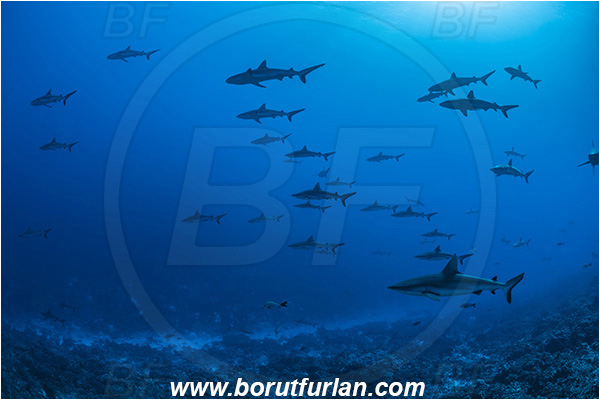 French Polynesia, Tuamotu Archipelago, Fakarava atoll, Pacific ocean, Carcharhinus amblyrhynchos, Carcharhinus, Carcharhinidae, Elasmobranchii, Grey Reef Shark, Shark, Fish, Reef, Fish school, Shark school