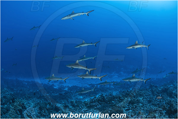 French Polynesia, Tuamotu Archipelago, Fakarava atoll, Pacific ocean, Carcharhinus amblyrhynchos, Carcharhinus, Carcharhinidae, Elasmobranchii, Grey Reef Shark, Shark, Fish, Reef, Fish school, Shark school