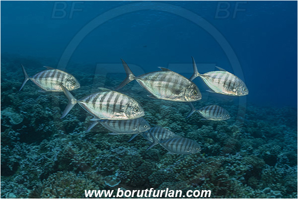 French Polynesia, Tuamotu Archipelago, Fakarava atoll, Pacific ocean, Carangoides ferdau, Carangoides, Carangidae, Sevenbar trevally, Blue trevally, Trevally, Fish, Fish school