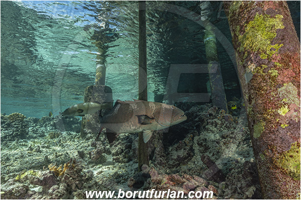 French Polynesia, Tuamotu Archipelago, Fakarava atoll, Pacific ocean, Plectropomus laevis, Plectropomus, Serranidae, Saddle grouper, Bluespotted Coral Trout, Grouper, Fish, Reef, Pier, Wooden pillar