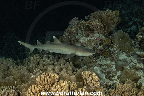 French Polynesia, Tuamotu Archipelago, Fakarava atoll, Pacific ocean, Triaenodon obesus, Triaenodon, Carcharhinidae, Elasmobranchii, Whitetip reef shark, Shark, Fish, Reef, Night