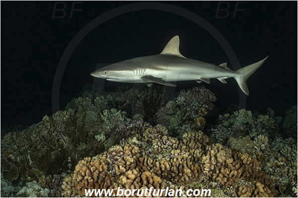 French Polynesia, Tuamotu Archipelago, Fakarava atoll, Pacific ocean, Carcharhinus amblyrhynchos, Carcharhinus, Carcharhinidae, Elasmobranchii, Grey Reef Shark, Shark, Fish, Reef, Night