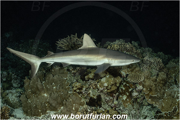 French Polynesia, Tuamotu Archipelago, Fakarava atoll, Pacific ocean, Carcharhinus amblyrhynchos, Carcharhinus, Carcharhinidae, Elasmobranchii, Grey Reef Shark, Shark, Fish, Reef, Night