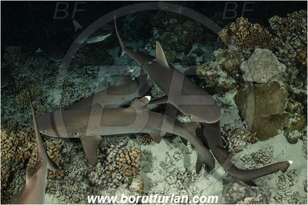 French Polynesia, Tuamotu Archipelago, Fakarava atoll, Pacific ocean, Carcharhinus amblyrhynchos, Carcharhinus, Triaenodon obesus, Triaenodon, Carcharhinidae, Elasmobranchii, Grey Reef Shark, Whitetip reef shark, Shark, Fish, Reef, Night