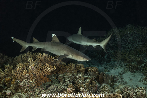 French Polynesia, Tuamotu Archipelago, Fakarava atoll, Pacific ocean, Triaenodon obesus, Triaenodon, Carcharhinidae, Elasmobranchii, Whitetip reef shark, Shark, Fish, Reef, Night