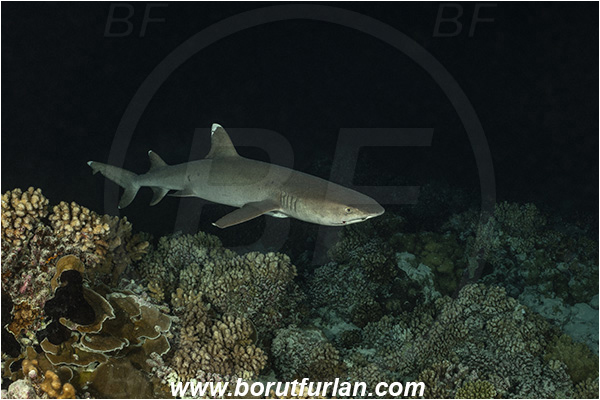 French Polynesia, Tuamotu Archipelago, Fakarava atoll, Pacific ocean, Triaenodon obesus, Triaenodon, Carcharhinidae, Elasmobranchii, Whitetip reef shark, Shark, Fish, Reef, Night