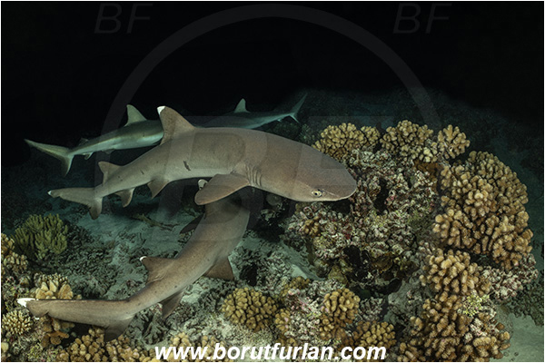 French Polynesia, Tuamotu Archipelago, Fakarava atoll, Pacific ocean, Triaenodon obesus, Triaenodon, Carcharhinidae, Elasmobranchii, Whitetip reef shark, Shark, Fish, Reef, Night
