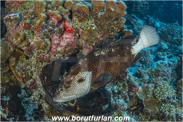 French Polynesia, Tuamotu Archipelago, Fakarava atoll, Pacific ocean, Epinephelus hexagonatus, Epinephelus, Serranidae, Starspotted grouper, Hexagon Grouper, Grouper, Fish, Reef