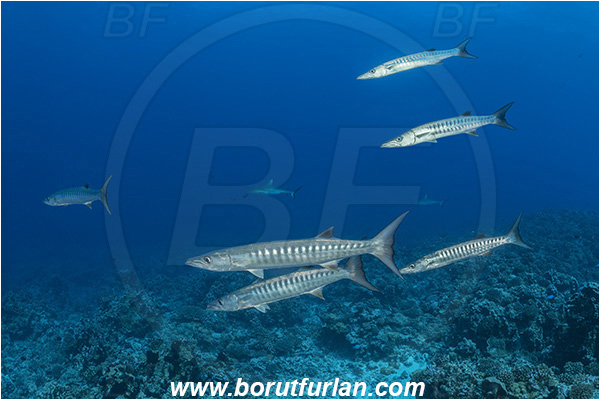 French Polynesia, Tuamotu Archipelago, Fakarava atoll, Pacific ocean, Sphyraena qenie, Sphyraena, Sphyraenidae, Blackfin barracuda, Barracuda, Fish, Fish school, Reef