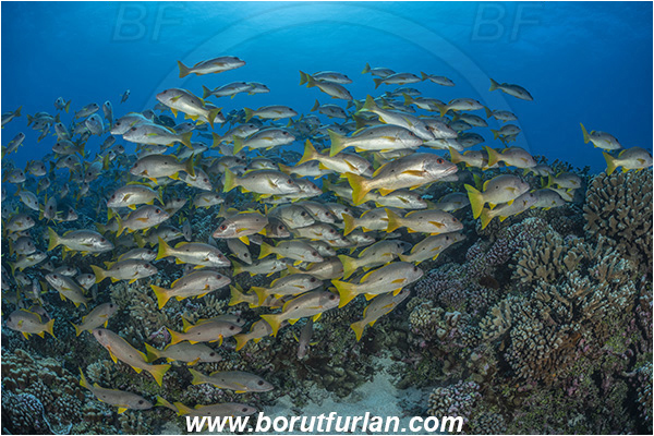 French Polynesia, Tuamotu Archipelago, Fakarava atoll, Pacific ocean, Lutjanus monostigma, Lutjanus, Lutjanidae, One-spot snapper, Snapper, Fish, Fish school, Reef
