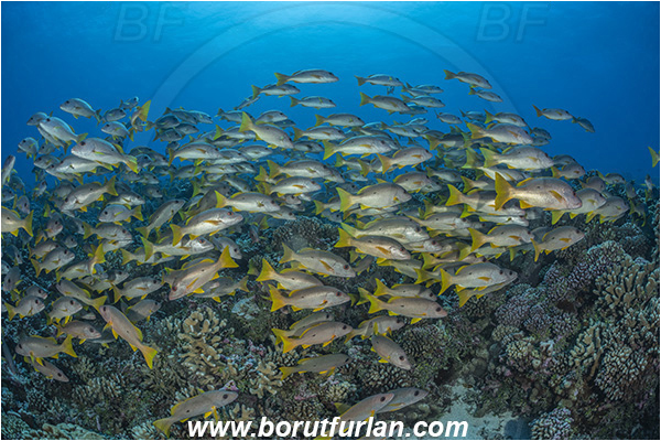 French Polynesia, Tuamotu Archipelago, Fakarava atoll, Pacific ocean, Lutjanus monostigma, Lutjanus, Lutjanidae, One-spot snapper, Snapper, Fish, Fish school, Reef