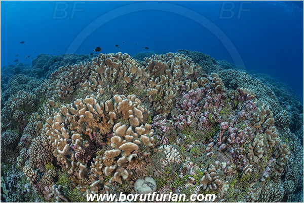 French Polynesia, Tuamotu Archipelago, Fakarava atoll, Pacific ocean, Pocillopora grandis, Pocillopora, Pocilloporidae, Antler Coral, Coral, Anthozoa, Cnidaria, Cnidarian, Reef