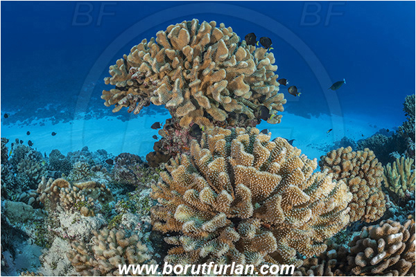 French Polynesia, Tuamotu Archipelago, Fakarava atoll, Pacific ocean, Pocillopora grandis, Pocillopora, Pocilloporidae, Antler Coral, Coral, Anthozoa, Cnidaria, Cnidarian, Reef