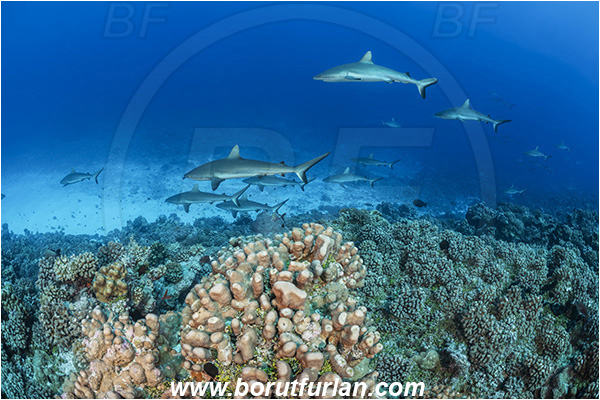 French Polynesia, Tuamotu Archipelago, Fakarava atoll, Pacific ocean, Carcharhinus amblyrhynchos, Carcharhinus, Carcharhinidae, Elasmobranchii, Grey Reef Shark, Shark, Fish, Reef, Fish school, Shark school
