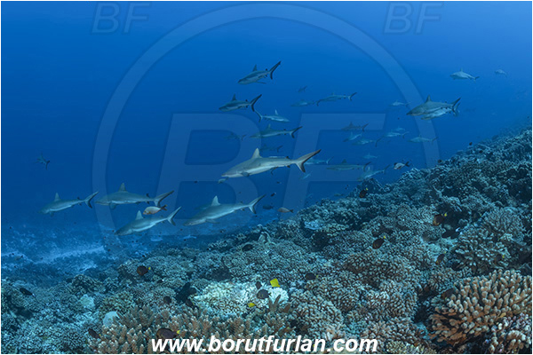 French Polynesia, Tuamotu Archipelago, Fakarava atoll, Pacific ocean, Carcharhinus amblyrhynchos, Carcharhinus, Carcharhinidae, Elasmobranchii, Grey Reef Shark, Shark, Fish, Reef, Fish school, Shark school